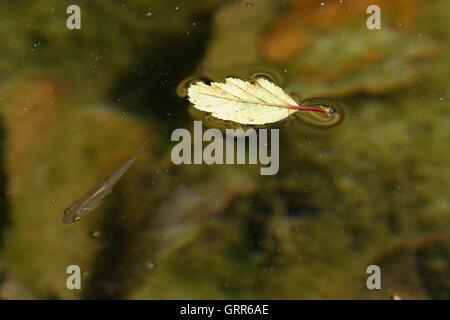 Dead leaf floating in water with small fish autumn theme Stock Photo