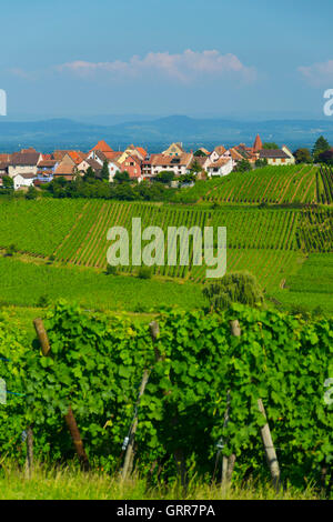 France, Haut-Rhin (68), Wine road, Zellenberg, vineyards and village during summer Stock Photo