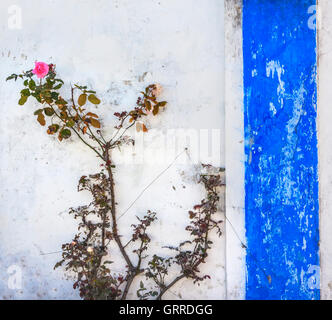 Wall Painting Of Pink Rose Stock Photo Alamy