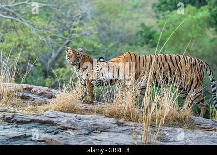 Bengal Tigress machali moving her cub on the hills at Ranthambore Tiger reserve, India. ( Panthera Tigris ) Stock Photo