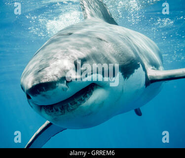 Great white shark close-up smiling Stock Photo