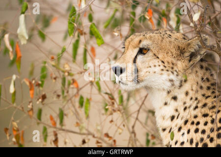 Cheetah looking left Stock Photo