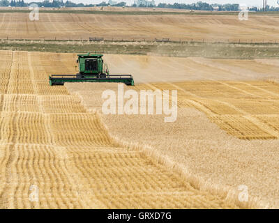 A farmer using a John Deere combine harvests wheat, Warner, Alberta, Canada.