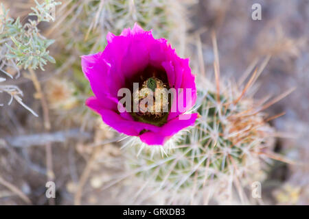 A bumble bee scouring through a prickly pear cactus flower along the Arizona Trail in the Black Hills of Arizona. Stock Photo