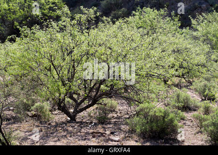 A backlit mesquite tree growing in the Ripsey Wash area of the Tortilla Mountains along the Arizona Trail. Stock Photo