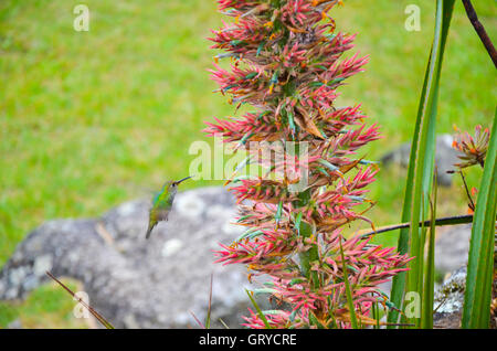 Emerald hummingbird lying next to purple flowers inside the 15th-century Inca citadel Machu Picchu Stock Photo