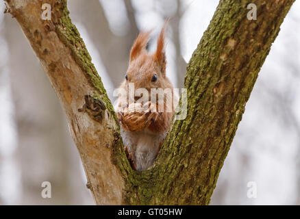 close up of squirrel eating walnut Stock Photo