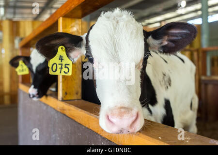 Cute calves in a farm cowshed Stock Photo