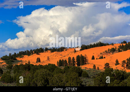 The clouds billow up over Coral Pink Sand Dunes State Park Utah USA with Pinyon and Juniper trees in the foreground. Stock Photo