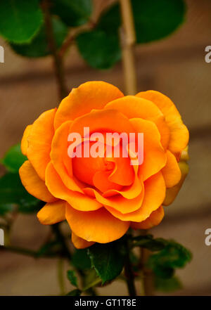 Orange rose Stock Photo