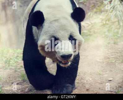 Giant Panda Bear walking in the woods Stock Photo