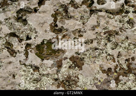 Sedimentary stone overgrown  with mossy and lichen  in Vitosha mountain, Bulgaria Stock Photo