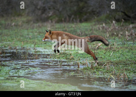 Red Fox / Rotfuchs ( Vulpes vulpes ), active adult in nice winter fur, jumping over a little creek in a swamp. Stock Photo