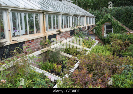 Beautiful old Victorian era greenhouse left to ruin in old English garden Stock Photo