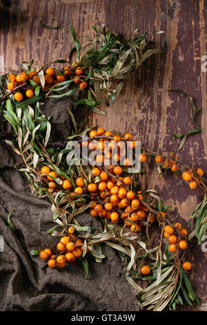 Sea buckthorn on a branch Stock Photo