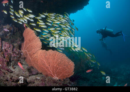 Divers exploring Kuda rah thila in south ari atoll, Maldives Stock Photo