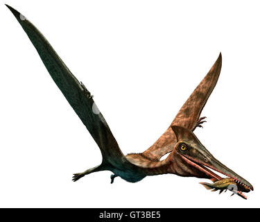 Pterodactylus Stock Photo: 134987479 - Alamy