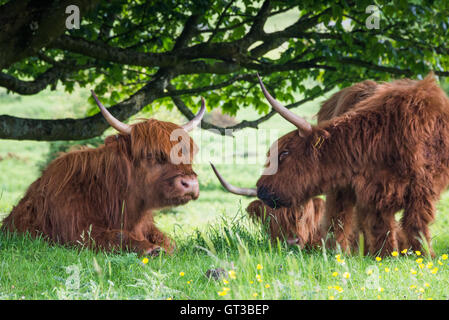 Highland cattle grazing at Arnside Knott, Lancashire/Cumbria border Stock Photo