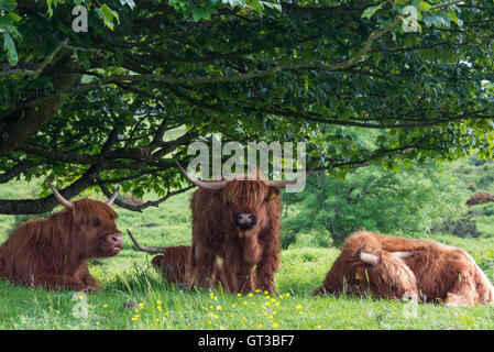 Highland cattle grazing at Arnside Knott, Lancashire/Cumbria border Stock Photo