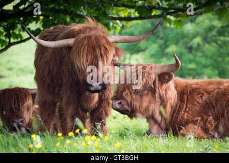 Highland cattle grazing at Arnside Knott, Lancashire/Cumbria border Stock Photo