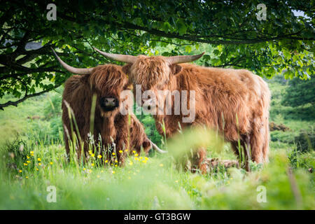 Highland cattle grazing at Arnside Knott, Lancashire/Cumbria border Stock Photo