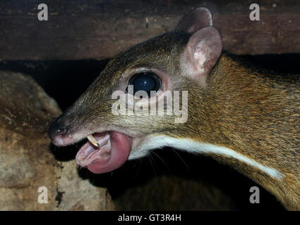 java mouse deer size