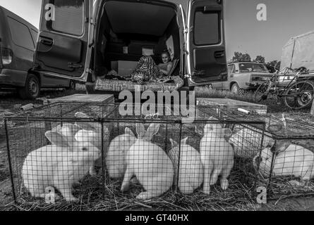Young woman lying in the open cargo cabin of the bus, in front of which there are cages with rabbits on domestic animals market  Stock Photo
