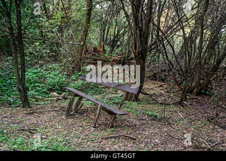 The old dilapidated wooden bench in the forest. Stock Photo