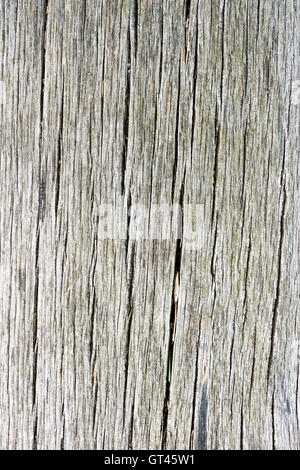 Old oak wood texture Stock Photo