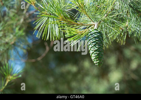 Pinus Armandii. Chinese White Pine cones Stock Photo