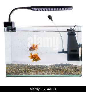 Goldfish in a daylight water tank (aquarium) Stock Photo