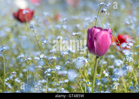 Colorful tulips in a field of forget-me-nots flowers Stock Photo