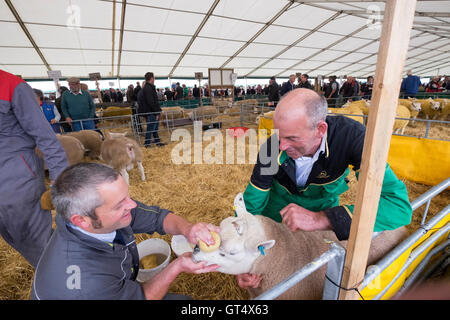 Kelso, Border Union Showground, Springwood Park, UK. 09.Sep.2016. CLOSAMECTIN KELSO RAM SALES Caption: A wash and brush up prior to the sale, for the stock from CastleHill Farm Durisdeer, Dumfries & Galloway. The 177th Kelso Ram Sales. Being held on Friday 9th September 2016 at Springwood Park, Kelso. 5145 Rams entered to be sold from 10am when the bell is rung to commence the sale. The Kelso Ram sales is the biggest and most famous one day sale of rams in the world. Credit:  Rob Gray/Alamy Live News Stock Photo