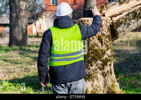 Worker using tablet PC near to fallen tree in the yard Stock Photo
