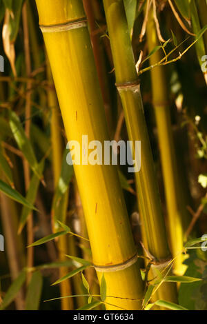 golden bamboo  - phyllostachys aurea upward growing canes in a bed of bamboo Stock Photo