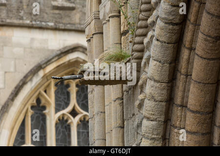 Stone gargoyle water spout with punk style grass hair like growing on top. Unsharpened Stock Photo