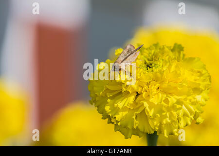 Moth on yellow flower Garofano d'India (Tagetes patula) Stock Photo