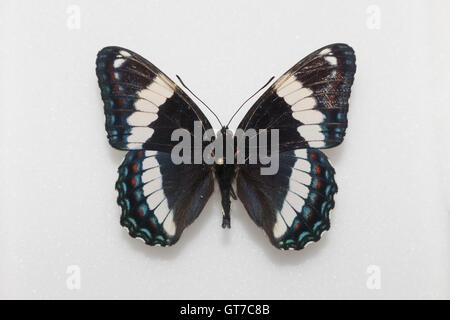 A pinned and spread White Admiral butterfly (Limenitis arthemis arthemis) in an insect collection, dorsal view Stock Photo