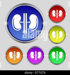 Kidneys icon sign. Round symbol on bright colourful buttons. Vector Stock Vector