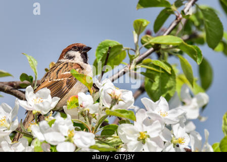 Eurasian tree sparrow Stock Photo