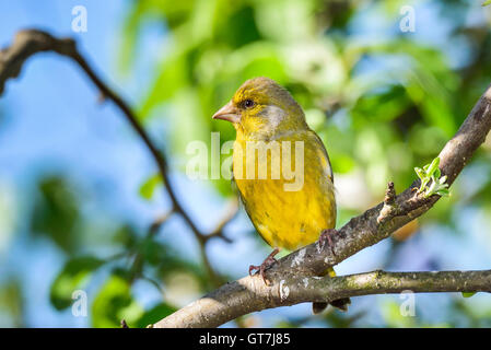 Greenfinch Stock Photo