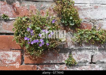 Flowers growing on a brick wall in Ilminster,Somerset,UK Stock Photo
