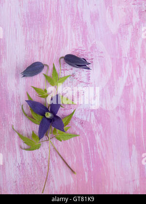 Dark violet clematis alpina flowers on the rustic violet painted background Stock Photo