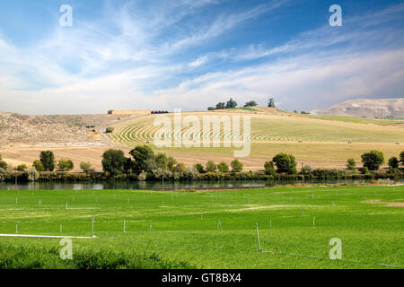 Farmland with one field being watered by center pivot irrigation in the background versus a second green field with sprinkler ir Stock Photo