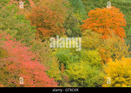 Forest in Autumn, Franconia, Bavaria, Germany Stock Photo