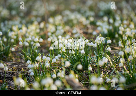 Spring Snowflakes (Leucojum vernum) Blooming in Spring, Upper Palatinate, Bavaria, Germany Stock Photo