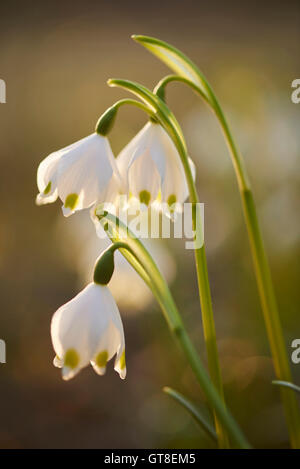 Close-up of Spring Snowflake (Leucojum vernum) Blooming in Spring, Upper Palatinate, Bavaria, Germany Stock Photo