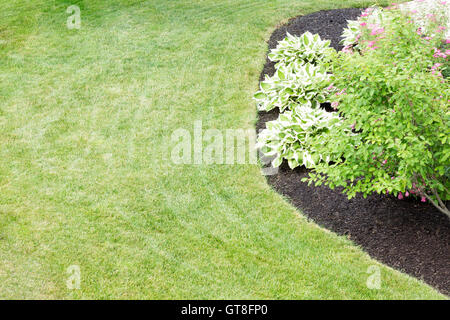 Mulched flowerbed with decorative hosta plants cultivated for their ornamental foliage in a neatly manicured green lawn in a for Stock Photo
