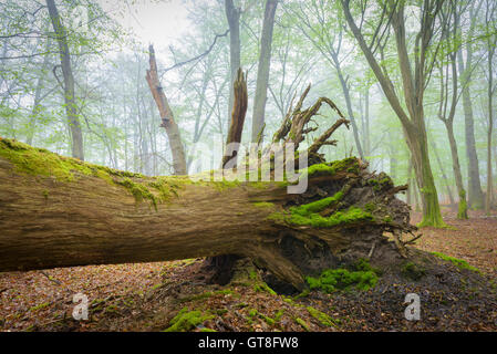 Fallen Tree in Beech Forest in Spring, Hesse, Germany Stock Photo
