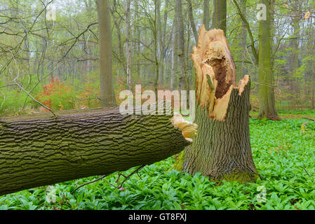 Broken Old English Oak Tree in Spring, Hesse, Germany Stock Photo